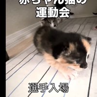 歩いてくる子猫たち
