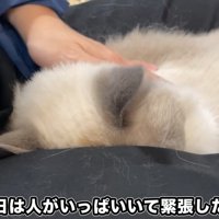 人の足の間にいる猫