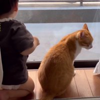 窓際の猫と赤ちゃん