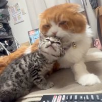 目を細める子猫