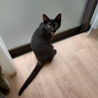 窓の前で振り返る黒猫