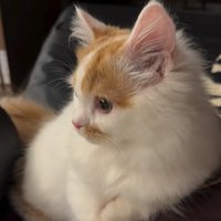 横になっている猫の斜め横顔