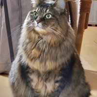 もふもふの猫さん