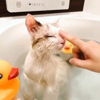 湯船に浸かっている猫