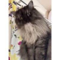 毛繕いしている猫