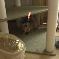 キャットタワーの下