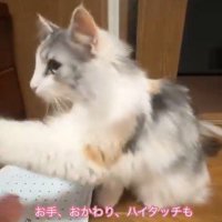 左前足をあげる猫