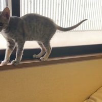窓辺の猫