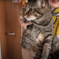 抱っこされる猫