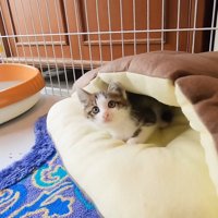 猫ベッドの中にいる子猫