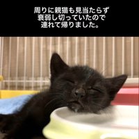 器に寄りかかる子猫