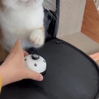 ベルを鳴らす茶白猫
