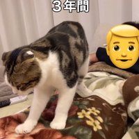 毛布を被った飼い主をふみふみする猫