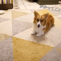 座っている犬