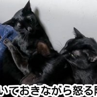 動じない猫