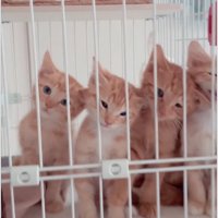 キョトンとした子猫