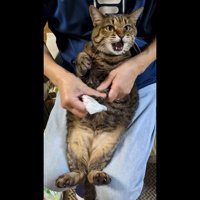 足を揃えて口を開けた姿