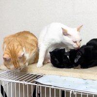 右の子を舐めて