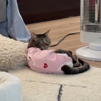 飼い主の方を振り向く猫