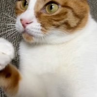 横を見る猫のアップ