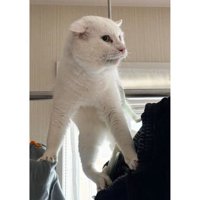 洗濯物と猫