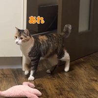 三毛猫に気づかず通り過ぎるキジトラ猫