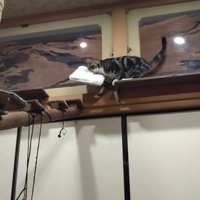 枕を運ぶ猫