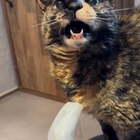 鳴いている猫
