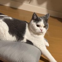 クッションの上に伏せている猫