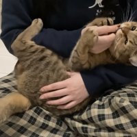 シッポをふるみにらくん