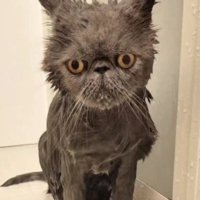 シャンプーをしている猫