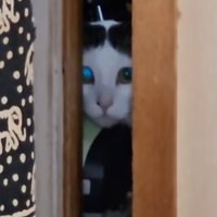 嫉妬心丸出しの猫