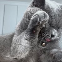 前足を上げている猫の写真