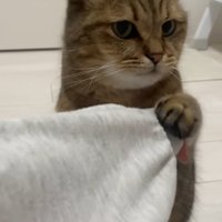 飼い主の手をつかんでいる猫