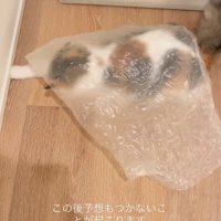 ビニールのシートの下にいる猫