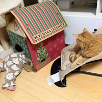 キャットハウスの赤ちゃんとバウンサーにのる猫