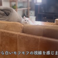 ソファから視線を送るシロちゃん
