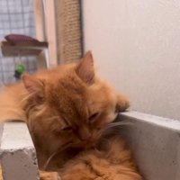 毛づくろいをする猫