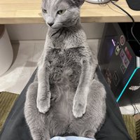 飼い主の膝の上で足を開いて座る猫