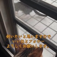 外を見る猫の後頭部