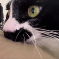 飼い主の服を噛む猫