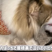 「一人ぼっちで...」のテロップ写真