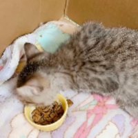 ダンボールに入っている子猫