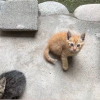 カメラの方を見上げる子猫たち