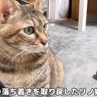 ボール遊びを楽しむリノ姫