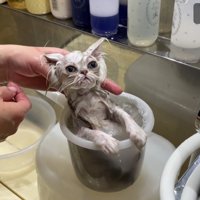 3匹目、手桶の中