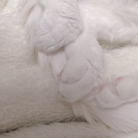 手足の肉球が見え隠れしている様子
