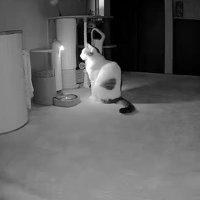 暗い部屋の中に座り込む猫