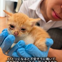 手のひらに乗る子猫