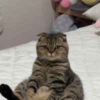 スコ座りをする猫さん